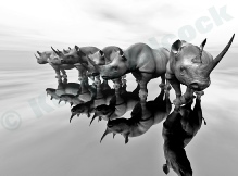 RhinoScene1
